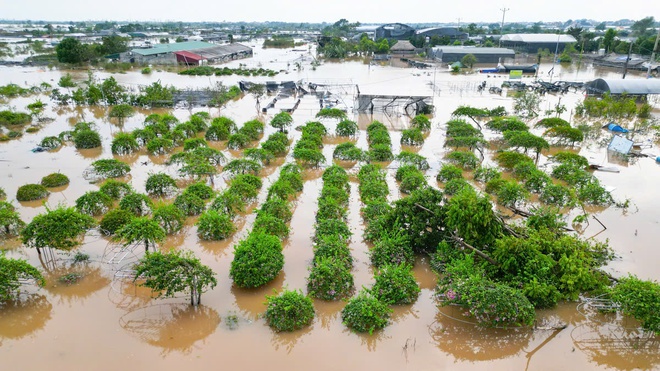 Làng cây cảnh Hưng Yên ngập sâu trong nước, người dân thiệt hại nhiều tỉ đồng- Ảnh 4.