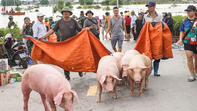 Làng cây cảnh Hưng Yên ngập sâu trong nước, người dân thiệt hại nhiều tỉ đồng- Ảnh 17.