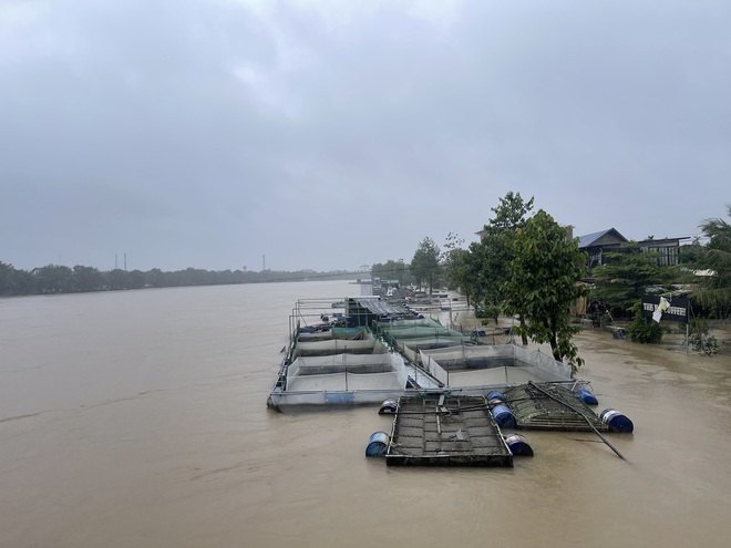 Nhiều hộ nuôi cá lồng ven sông Bồ có nguy cơ trắng tay sau mưa lũ- Ảnh 2. Nhiều hộ nuôi cá lồng ven sông Bồ có nguy cơ trắng tay sau mưa lũ- Ảnh 2.