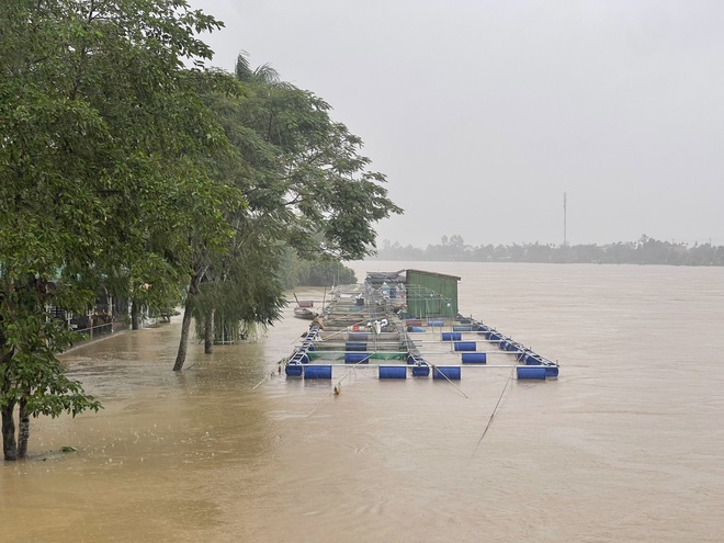 Nhiều hộ nuôi cá lồng ven sông Bồ có nguy cơ trắng tay sau mưa lũ- Ảnh 1. Nhiều hộ nuôi cá lồng ven sông Bồ có nguy cơ trắng tay sau mưa lũ- Ảnh 1.