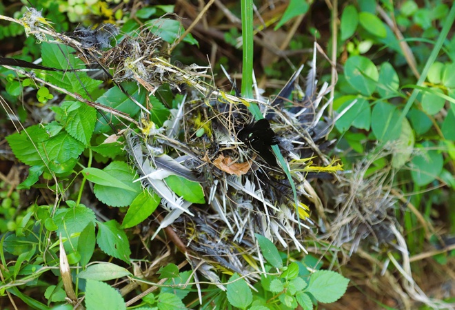 Chim hoang dã mắc kẹt trong ma trận bẫy giữa lưng chừng trời- Ảnh 10.