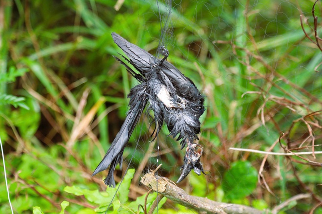 Chim hoang dã mắc kẹt trong ma trận bẫy giữa lưng chừng trời- Ảnh 9.