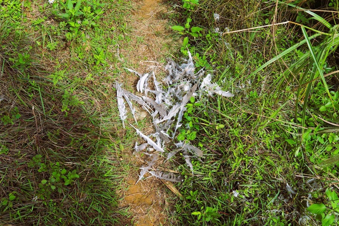 Chim hoang dã mắc kẹt trong ma trận bẫy giữa lưng chừng trời- Ảnh 8.