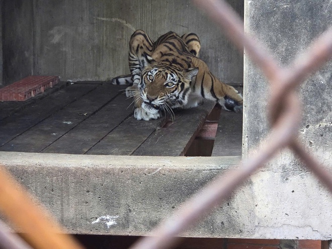 Phát hiện cơ sở nuôi nhốt nhiều động vật hoang dã nguy cấp ở TPHCM- Ảnh 1. Phát hiện cơ sở nuôi nhốt nhiều động vật hoang dã nguy cấp ở TPHCM- Ảnh 1.