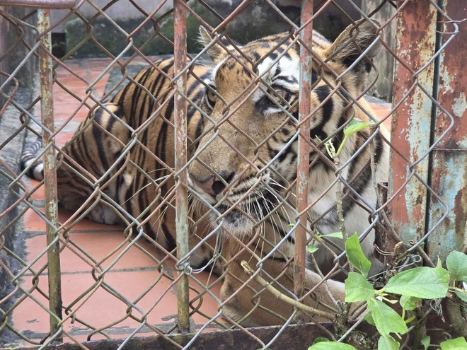 Phát hiện cơ sở nuôi nhốt nhiều động vật hoang dã nguy cấp ở TPHCM- Ảnh 2. Phát hiện cơ sở nuôi nhốt nhiều động vật hoang dã nguy cấp ở TPHCM- Ảnh 2.