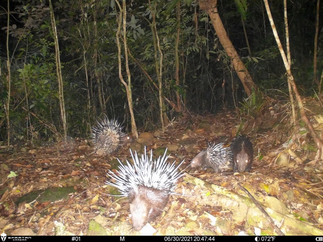 Khám phá Vườn di sản ASEAN, 'mái nhà chung' của nhiều loài động vật quý hiếm ở Huế- Ảnh 8. Khám phá Vườn di sản ASEAN, 'mái nhà chung' của nhiều loài động vật quý hiếm ở Huế- Ảnh 8.