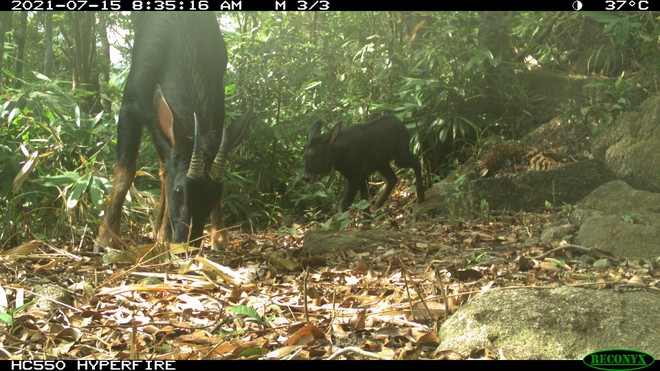 Khám phá Vườn di sản ASEAN, 'mái nhà chung' của nhiều loài động vật quý hiếm ở Huế- Ảnh 9. Khám phá Vườn di sản ASEAN, 'mái nhà chung' của nhiều loài động vật quý hiếm ở Huế- Ảnh 9.