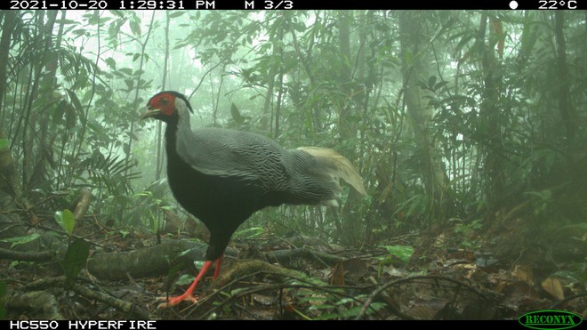 Khám phá Vườn di sản ASEAN, 'mái nhà chung' của nhiều loài động vật quý hiếm ở Huế- Ảnh 10. Khám phá Vườn di sản ASEAN, 'mái nhà chung' của nhiều loài động vật quý hiếm ở Huế- Ảnh 10.