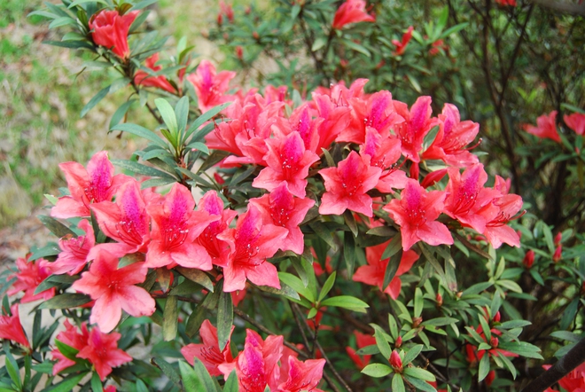 Khám phá Vườn di sản ASEAN, 'mái nhà chung' của nhiều loài động vật quý hiếm ở Huế- Ảnh 4. Khám phá Vườn di sản ASEAN, 'mái nhà chung' của nhiều loài động vật quý hiếm ở Huế- Ảnh 4.