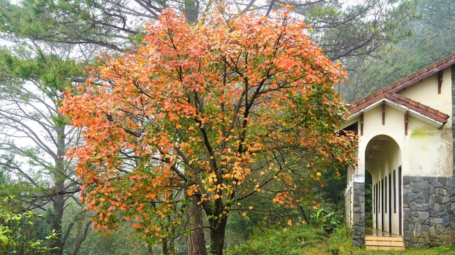 Khám phá Vườn di sản ASEAN, 'mái nhà chung' của nhiều loài động vật quý hiếm ở Huế- Ảnh 3. Khám phá Vườn di sản ASEAN, 'mái nhà chung' của nhiều loài động vật quý hiếm ở Huế- Ảnh 3.
