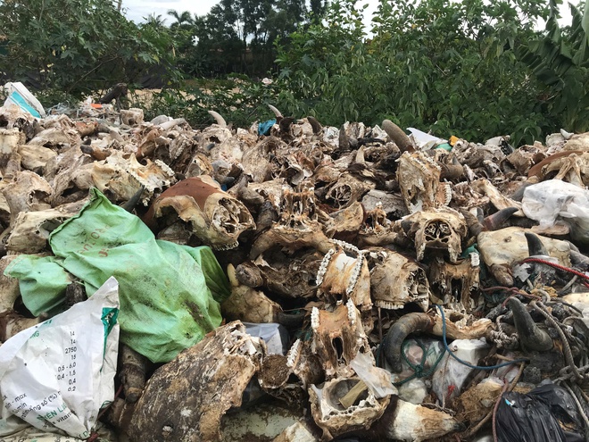 Kinh hoàng 'nghĩa địa đầu bò' giữa lòng TP Vinh- Ảnh 12. Kinh hoàng 'nghĩa địa đầu bò' giữa lòng TP Vinh- Ảnh 12.
