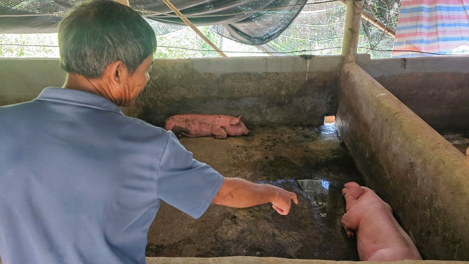 Lợn chết hàng loạt, người dân đào sẵn hố chờ tiêu huỷ thay vì bán tháo- Ảnh 1.