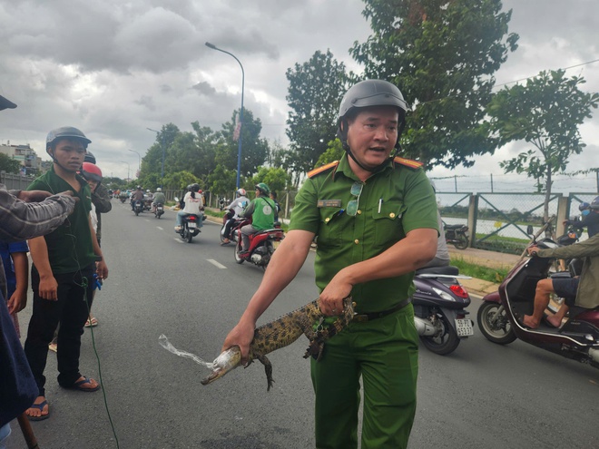 TPHCM: Bắt được cá sấu xuất hiện trên kênh Nước Đen- Ảnh 2. TPHCM: Bắt được cá sấu xuất hiện trên kênh Nước Đen- Ảnh 2.