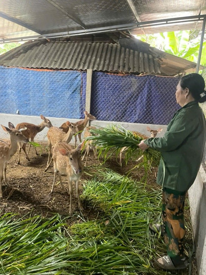 Trang trại mua nhung hươu tươi, hươu giống uy tín tại Hương Sơn - Hà Tĩnh- Ảnh 2. Trang trại mua nhung hươu tươi, hươu giống uy tín tại Hương Sơn - Hà Tĩnh- Ảnh 2.
