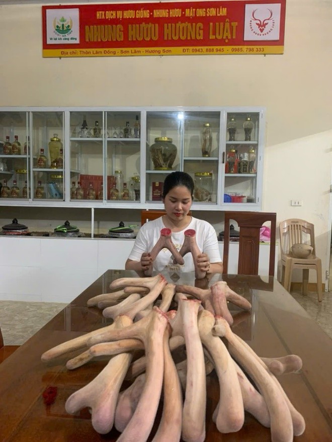Trang trại mua nhung hươu tươi, hươu giống uy tín tại Hương Sơn - Hà Tĩnh- Ảnh 4. Trang trại mua nhung hươu tươi, hươu giống uy tín tại Hương Sơn - Hà Tĩnh- Ảnh 4.