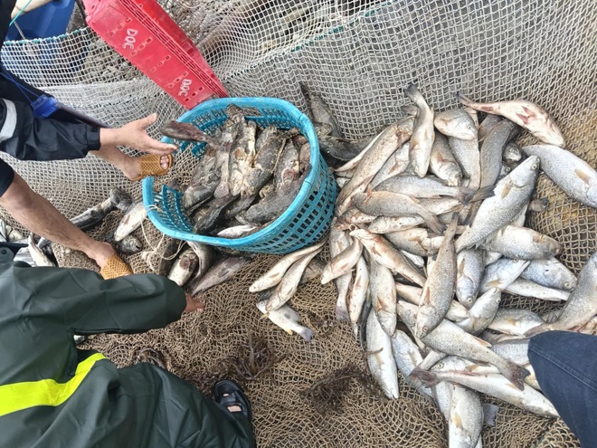 Quảng Trị: Người nuôi hải sản trên biển Hòn La thiệt hại nặng do bão số 5- Ảnh 6. Quảng Trị: Người nuôi hải sản trên biển Hòn La thiệt hại nặng do bão số 5- Ảnh 6.