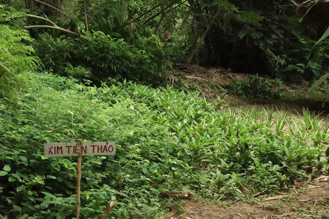 Địa đạo Củ Chi - Kỳ tích từ lòng đất thép- Ảnh 5. Địa đạo Củ Chi - Kỳ tích từ lòng đất thép- Ảnh 5.