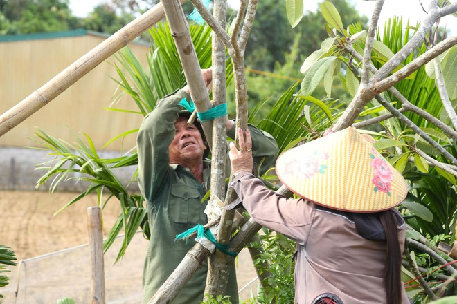 Cây chết khô sau bão, người dân làng cây cảnh ở Nghệ An lo mất Tết- Ảnh 6. Cây chết khô sau bão, người dân làng cây cảnh ở Nghệ An lo mất Tết- Ảnh 6.