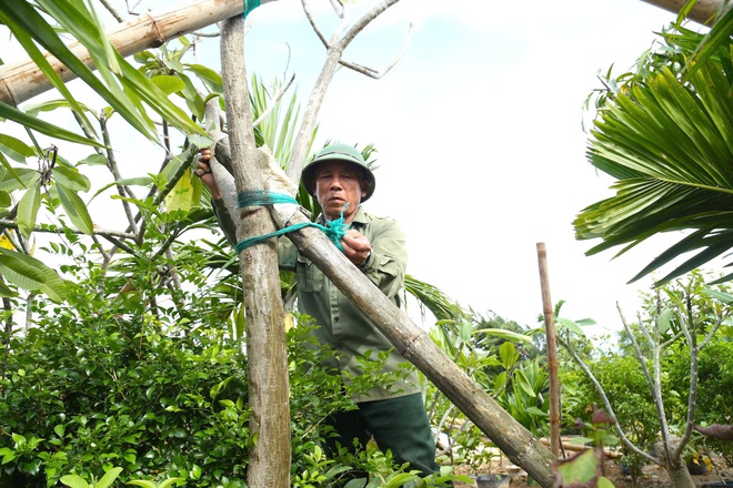 Cây chết khô sau bão, người dân làng cây cảnh ở Nghệ An lo mất Tết- Ảnh 7. Cây chết khô sau bão, người dân làng cây cảnh ở Nghệ An lo mất Tết- Ảnh 7.