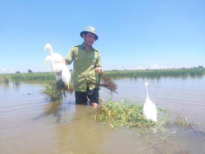 Bẫy giăng kín đồng ruộng, kiểm lâm ráo riết tháo gỡ bảo vệ chim hoang dã- Ảnh 3. Bẫy giăng kín đồng ruộng, kiểm lâm ráo riết tháo gỡ bảo vệ chim hoang dã- Ảnh 3.