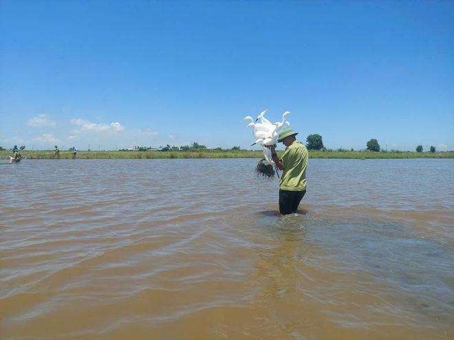 Bẫy giăng kín đồng ruộng, kiểm lâm ráo riết tháo gỡ bảo vệ chim hoang dã- Ảnh 4. Bẫy giăng kín đồng ruộng, kiểm lâm ráo riết tháo gỡ bảo vệ chim hoang dã- Ảnh 4.