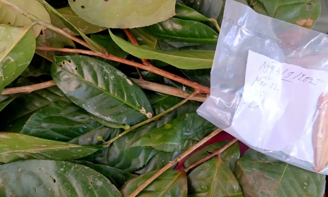 Phát hiện loài chè quý hiếm nằm ở vùng núi cao của Huế- Ảnh 2.