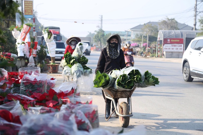 Hoa, cây cảnh tấp nập ven quốc lộ Nghệ An chờ người mua- Ảnh 8.