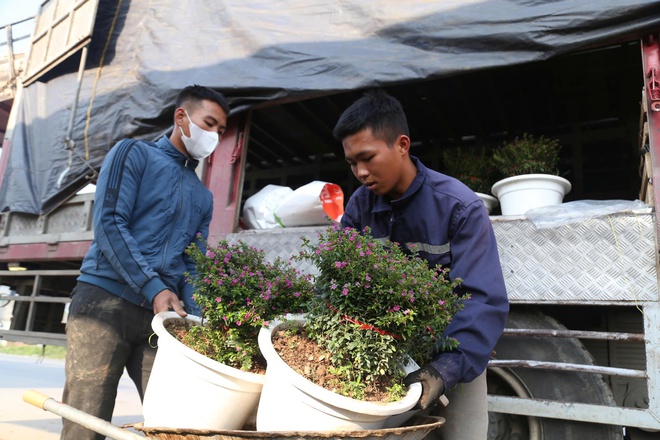 Hoa, cây cảnh tấp nập ven quốc lộ Nghệ An chờ người mua- Ảnh 9.