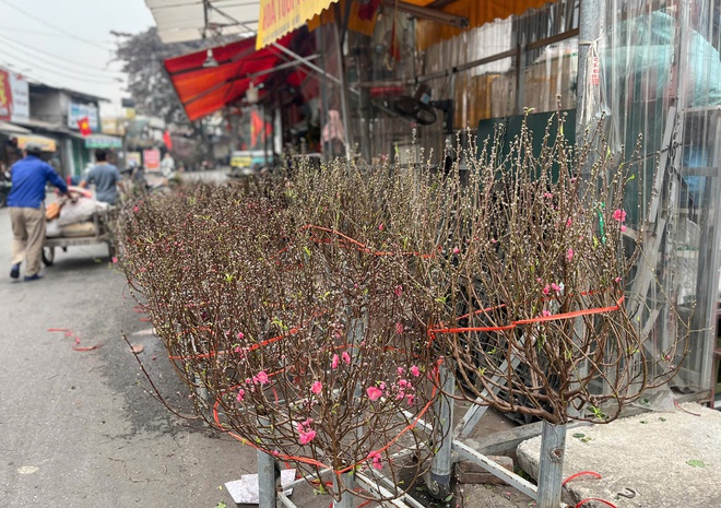 Lan, đào khoe sắc, người dân Hà Nội háo hức mang Tết sớm về nhà- Ảnh 3.