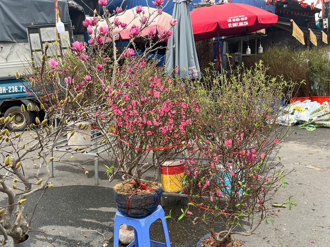 Lan, đào khoe sắc, người dân Hà Nội háo hức mang Tết sớm về nhà- Ảnh 6.