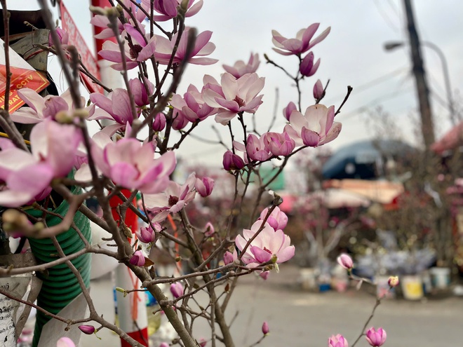 Lan, đào khoe sắc, người dân Hà Nội háo hức mang Tết sớm về nhà- Ảnh 11.