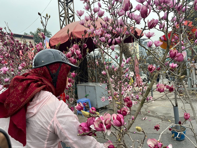 Lan, đào khoe sắc, người dân Hà Nội háo hức mang Tết sớm về nhà- Ảnh 10.