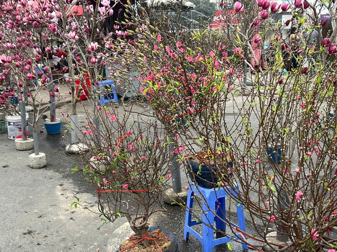 Lan, đào khoe sắc, người dân Hà Nội háo hức mang Tết sớm về nhà- Ảnh 7.