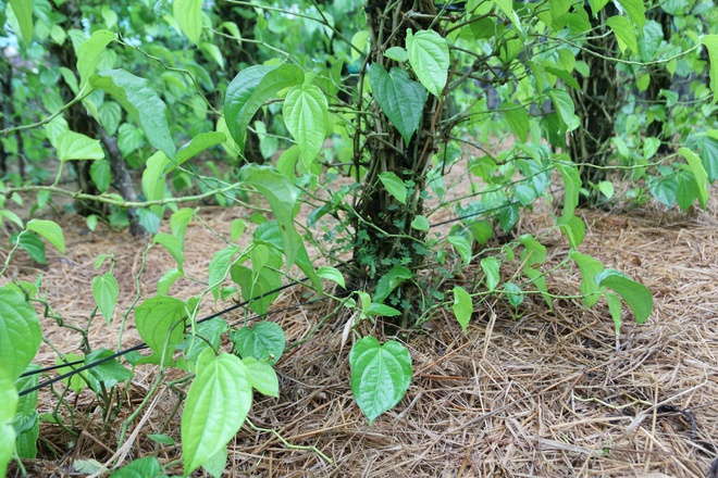 Tết đến, cả làng lại tất bật 'đếm lá tính tiền'- Ảnh 6.