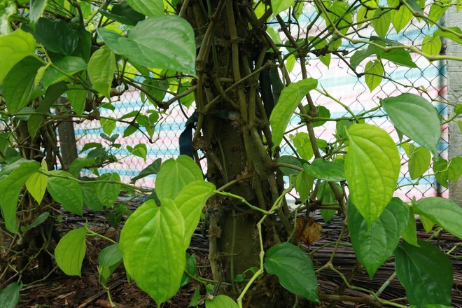 Tết đến, cả làng lại tất bật 'đếm lá tính tiền'- Ảnh 15.