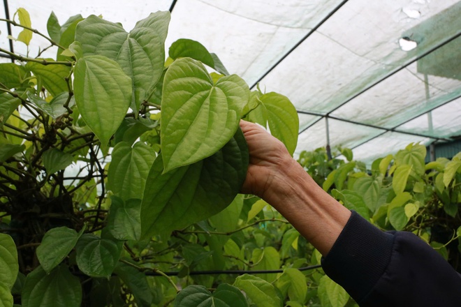 Tết đến, cả làng lại tất bật 'đếm lá tính tiền'- Ảnh 7.