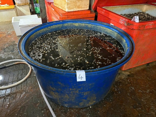 TPHCM: Triệt phá đường dây ngâm hơn 3.000 tấn ốc bươu trong 'thủy tinh lỏng'- Ảnh 2. TPHCM: Triệt phá đường dây ngâm hơn 3.000 tấn ốc bươu trong 'thủy tinh lỏng'- Ảnh 2.