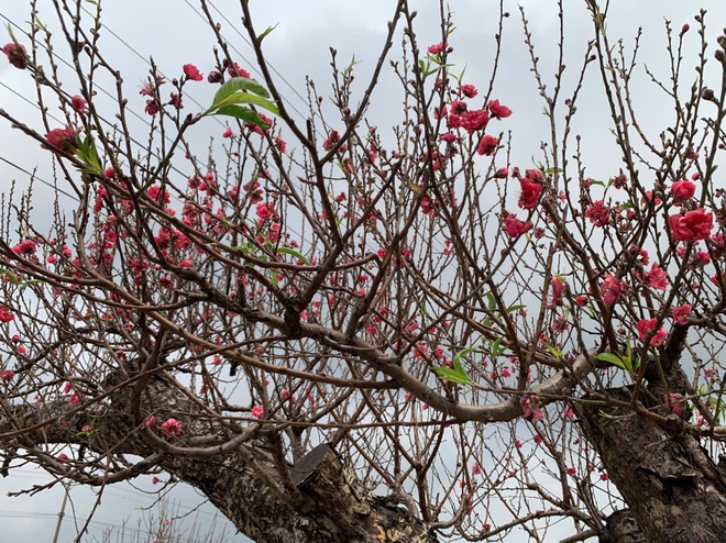 Đào thế lạ, bưởi 'khủng' rộn ràng xuống phố đón Tết- Ảnh 5. Đào thế lạ, bưởi 'khủng' rộn ràng xuống phố đón Tết- Ảnh 5.