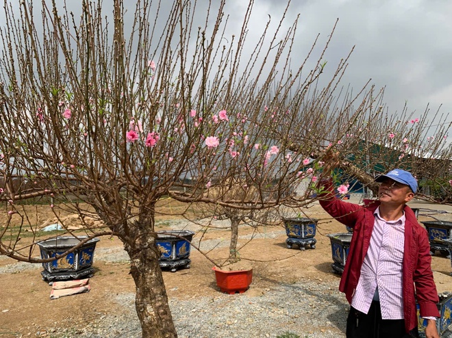 Đào thế lạ, bưởi 'khủng' rộn ràng xuống phố đón Tết- Ảnh 6. Đào thế lạ, bưởi 'khủng' rộn ràng xuống phố đón Tết- Ảnh 6.