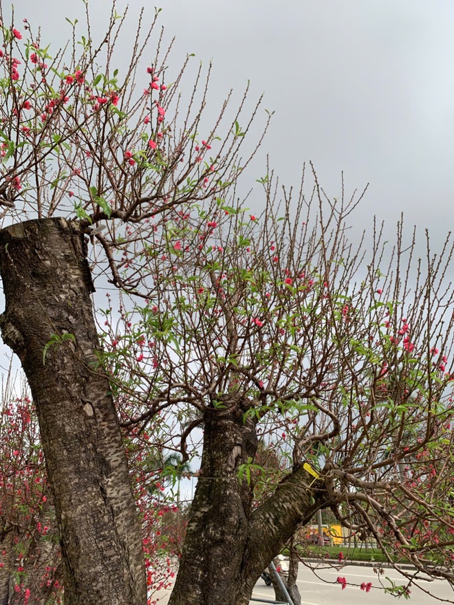 Đào thế lạ, bưởi 'khủng' rộn ràng xuống phố đón Tết- Ảnh 7. Đào thế lạ, bưởi 'khủng' rộn ràng xuống phố đón Tết- Ảnh 7.