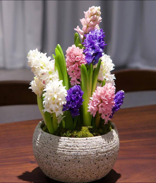 Chơi hoa theo trend, thú vui mới của nhiều chị em đón Tết- Ảnh 2.