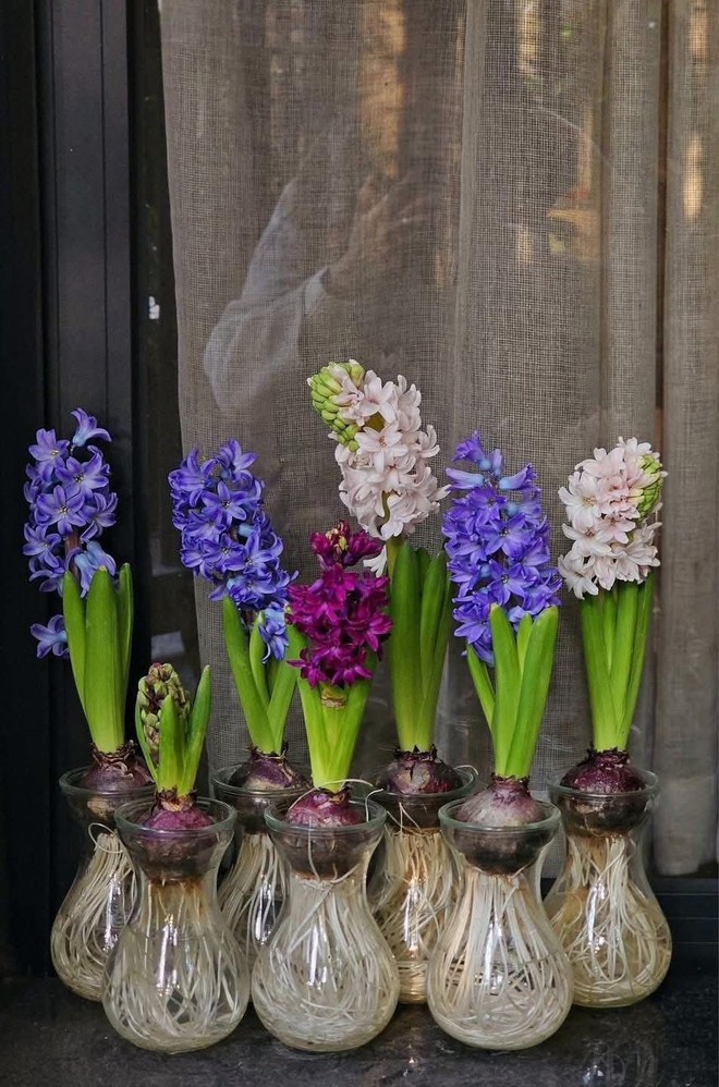 Chơi hoa theo trend, thú vui mới của nhiều chị em đón Tết- Ảnh 1.