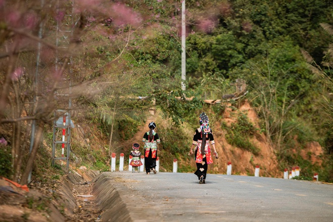 Hoa anh đào nhuộm hồng miền biên viễn xứ Nghệ- Ảnh 4.