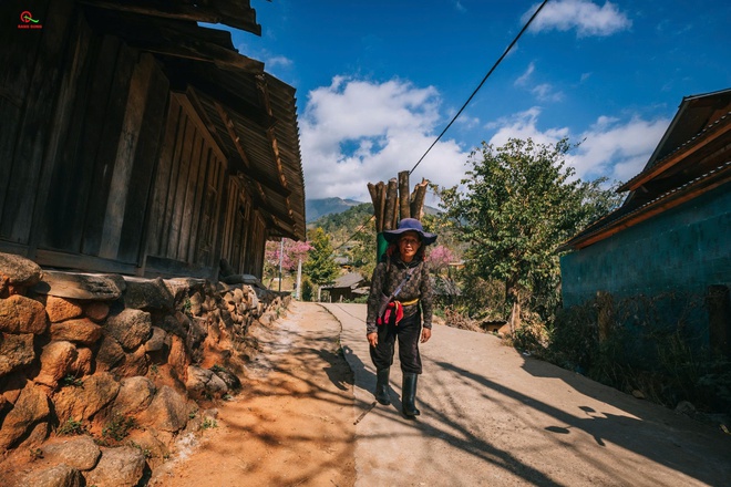 Hoa anh đào nhuộm hồng miền biên viễn xứ Nghệ- Ảnh 5.