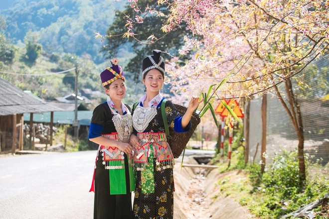 Hoa anh đào nhuộm hồng miền biên viễn xứ Nghệ- Ảnh 6.