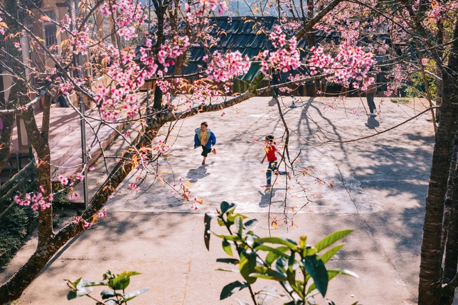 Hoa anh đào nhuộm hồng miền biên viễn xứ Nghệ- Ảnh 15.