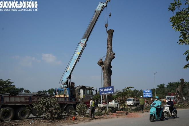 Cận cảnh loạt cây cổ thụ được chặt hạ phục vụ dự án mở rộng đường 50m tại Hà Nội- Ảnh 5. Cận cảnh loạt cây cổ thụ được chặt hạ phục vụ dự án mở rộng đường 50m tại Hà Nội- Ảnh 5.