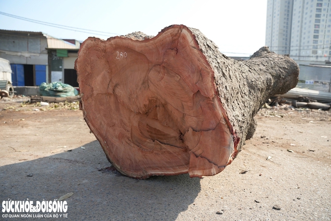 Cận cảnh loạt cây cổ thụ được chặt hạ phục vụ dự án mở rộng đường 50m tại Hà Nội- Ảnh 4. Cận cảnh loạt cây cổ thụ được chặt hạ phục vụ dự án mở rộng đường 50m tại Hà Nội- Ảnh 4.