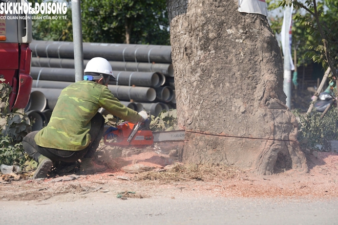 Cận cảnh loạt cây cổ thụ được chặt hạ phục vụ dự án mở rộng đường 50m tại Hà Nội- Ảnh 3. Cận cảnh loạt cây cổ thụ được chặt hạ phục vụ dự án mở rộng đường 50m tại Hà Nội- Ảnh 3.
