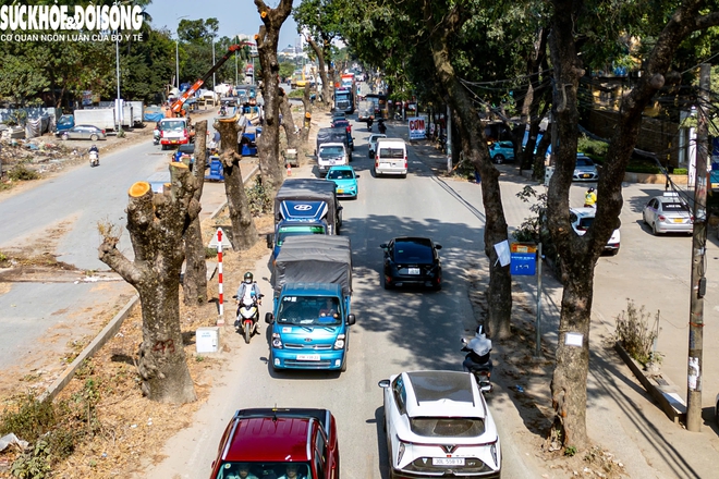 Cận cảnh loạt cây cổ thụ được chặt hạ phục vụ dự án mở rộng đường 50m tại Hà Nội- Ảnh 8. Cận cảnh loạt cây cổ thụ được chặt hạ phục vụ dự án mở rộng đường 50m tại Hà Nội- Ảnh 8.
